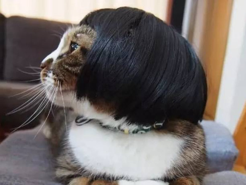 Funny Bob Hair Cat Wigs Funny Cat Gifts Pawz Chic