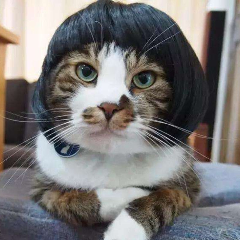 Funny Bob Hair Cat Wigs Funny Cat Gifts Pawz Chic