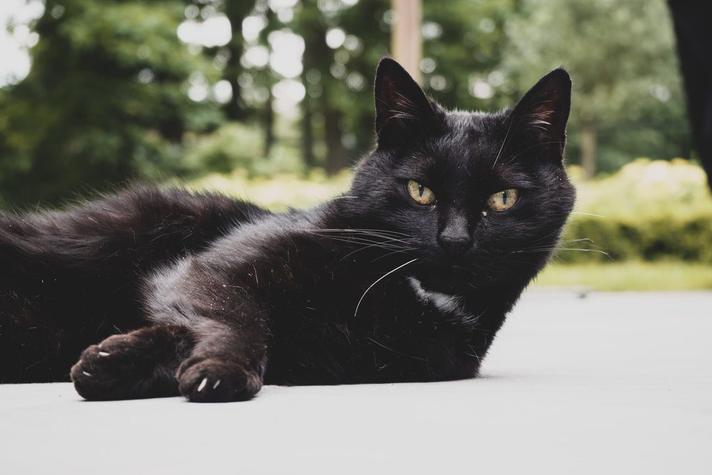 Black Cat Awareness Month:  Celebrating The Beauty Of The Most Majestic Felines To Roam This Earth