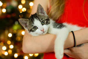December is Cat Lover's Month!