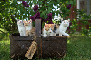 Happy National Kitten Day