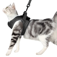 Kitty holster cat harness.
